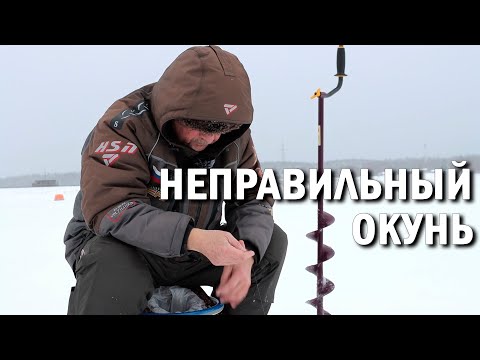 Видео: ОКУНЬ ПОДО ЛЬДОМ. Тактика ловли в глухозимье.