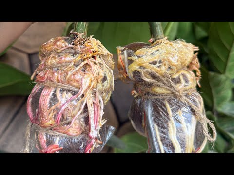 Видео: Гулдорду Кышка карай формировка жасаганча сабактан воздушный кобойтуу, № 1. 🪴