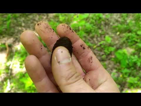 Видео: Установка кроновых ловушек на бронзовок.