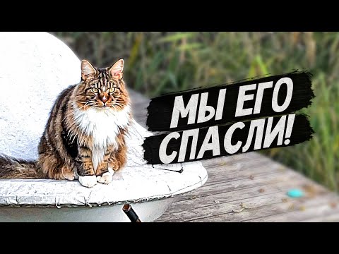 Видео: Спасаем газон и соседского робота. Котики Арчик и Анфиса играют