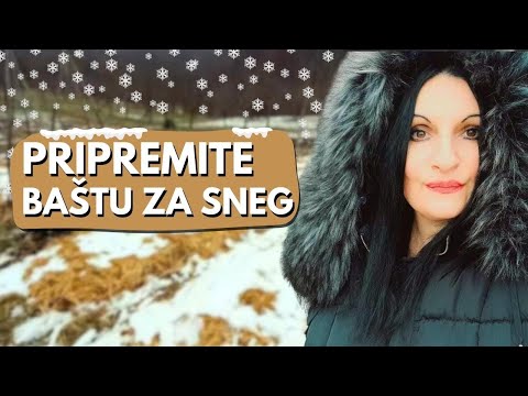 Видео: СНЕГ Идет! Что НУЖНО СДЕЛАТЬ в саду перед снегом?