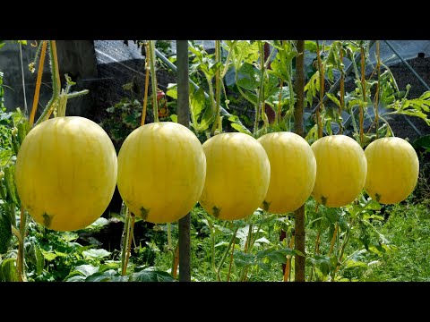 Видео: Секреты выращивания желтых арбузов, советы по выращиванию больших, сладких и сочных фруктов