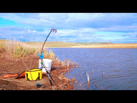 Видео: Отличный клёв в начале мая. Ловля на донку.