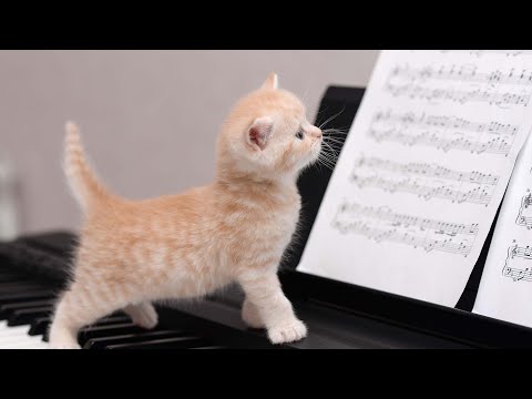 Видео: [10 часов фортепиано без рекламы] Музыка для кота и дворецкого, который просыпается на рассвете 😽