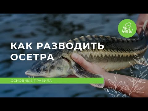 Видео: Как выращивают осетра?