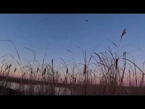 Видео: охота на утку 21 22 октября