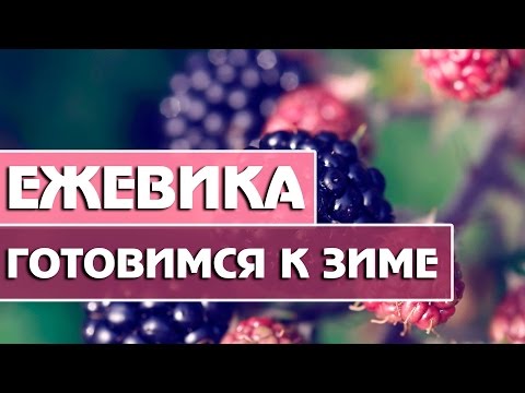 Видео: Ежевика — Готовимся к зиме !