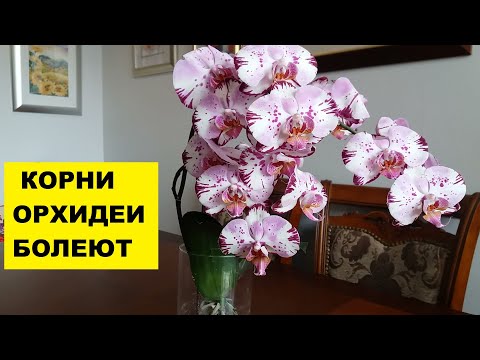 Видео: КОРНИ ОРХИДЕИ БОЛЕЮТ