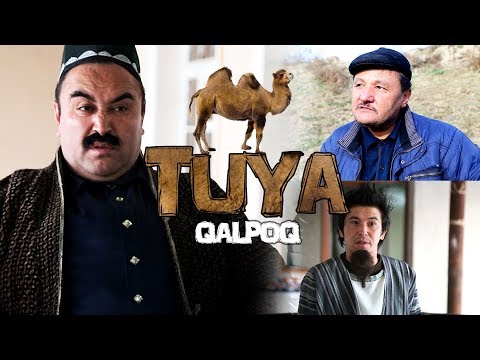 Видео: Qalpoq - Tuya | Калпок - Туя (hajviy ko'rsatuv)