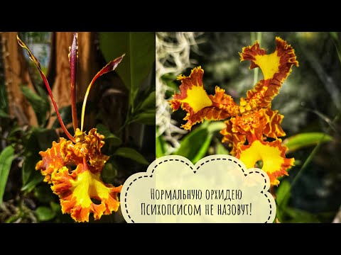 Видео: Обзор цветущих орхидей и других растений в цветочне Совиного домика в ноябре 2025г Психопсисы- огонь