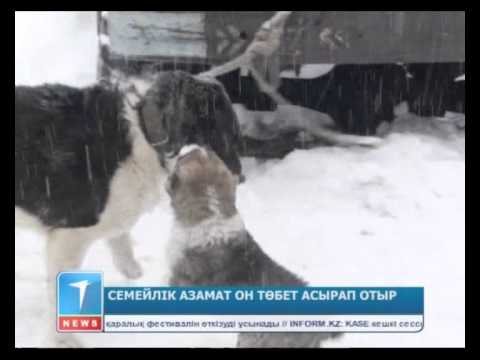 Видео: Семейлік азамат он төбет асырап отыр