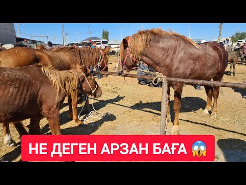 Видео: ҚЫЗЫЛОРДА МАЛ БАЗАРЫ, ТАЙ, ҚҰНАН БИЕ БАЙТАЛ АЙҒЫР БАҒАЛАРЫ.