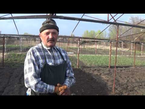 Видео: СПОСОБ ПОСАДКИ ЛУКА АРПАЧИК-ВАЖНЫЕ ТОНКОСТИ!