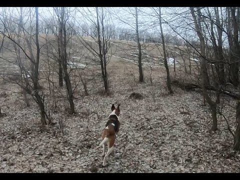 Видео: !!! Новинка 2025. Охота на зайца завершение сезона.