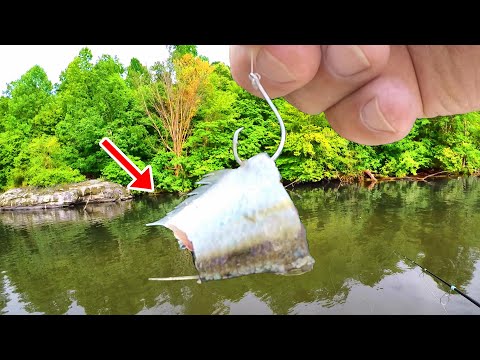 Видео: Если вы любите есть сома — это простой способ наловить его вдоволь!