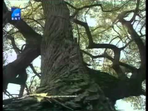 Видео: Преподобна Стойна - филм 1 част,  Prepodobna Stoyna - film 1 part