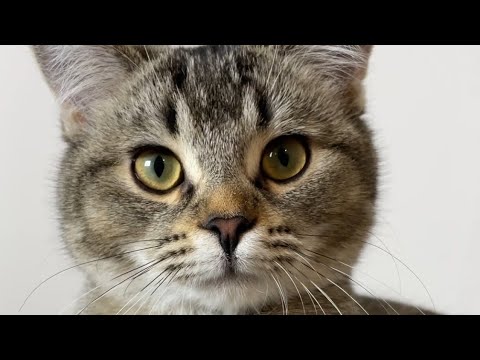 Видео: Прадочка и Селинка играют в игрушку)