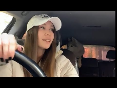 Видео: Сибирский хаски TEXAS🐕 в прямом эфире!