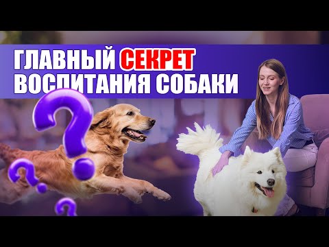 Видео: Вот почему ЗАПРЕТЫ НЕ РАБОТАЮТ и собака делает СНОВА