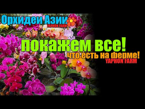 Видео: Все, что есть на азиатской ферме орхидей !!!