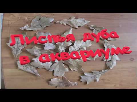 Видео: Дубовые листья в аквариуме. Лист дуба.