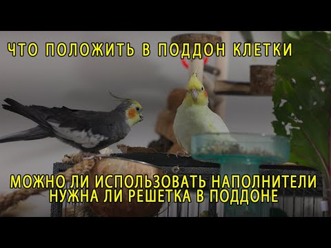 Видео: ЧТО ПОЛОЖИТЬ В ПОДДОН КЛЕТКИ | НУЖНА ЛИ РЕШЕТКА В ПОДДОНЕ | НАПОЛНИТЕЛИ ДЛЯ ПОПУГАЕВ