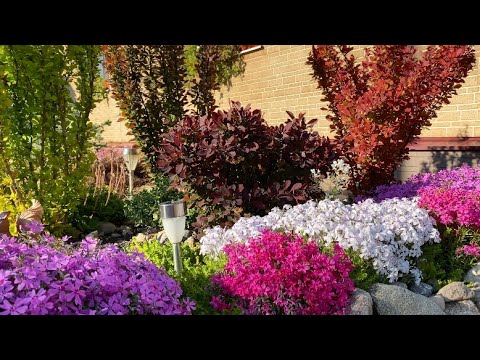 Видео: Барбарисы в начале лета/ уход/ посадка/обзор  моих черенков/ 🌿🍃🌿🧑‍🌾