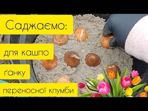 Видео: Як посадити тюльпани для кашпо, ґанку або переносити з клумби на клумбу?🤫