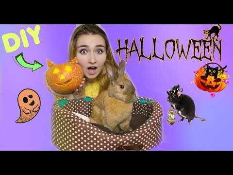 Видео: ВЫРЕЗАЕМ ТЫКВУ НА ХЭЛЛОУИН вместе с ПИТОМЦАМИ! / КАК СДЕЛАТЬ ТЫКВУ НА ХЭЛЛОУИН? / HALLOWEEN DIY