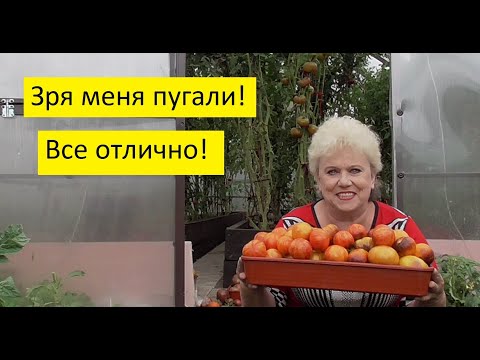 Видео: Обустройство теплицы. Утепление теплицы Пеноплэксом. Собираю урожай томатов, подвожу итоги.