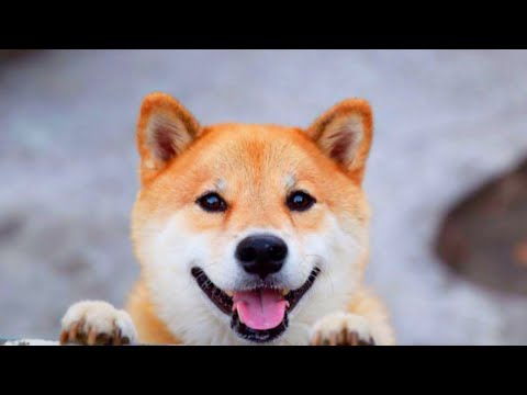 Видео: Всё о собаках