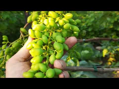 Видео: Как опылился виноград в 2024 году.