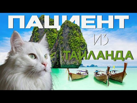 Видео: Плоскоклеточный рак нижней челюсти у кошки