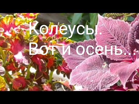 Видео: Колеусы. Вот и осень... Как прошёл летний сезон колеусов. l Часть.