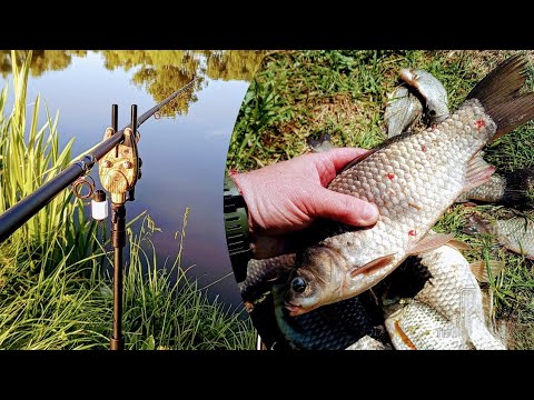 Видео: Клює КРУПНИЙ КАРАСЬ🎣 нарешті ВДАЛА РИБОЛОВЛЯ