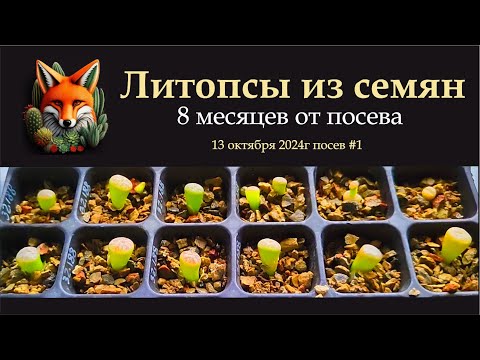 Видео: литопсы из семян  8 месяцев от посева  13 октября 2024 г  посев 1