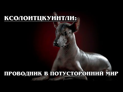 Видео: КСОЛОИТЦКУИНТЛИ: Древнейшая порода собак | Интересные факты про собак