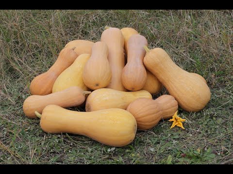 Видео: Как вырастить мускатную тыкву от начала до конца #садоводствоuk #мускатнаятыква