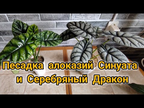 Видео: Пересадка алоказий Синуата и Серебряный Дракон.