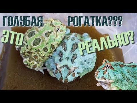 Видео: Реальны ли голубые рогатки? И почему их нельзя кормить грызунами?