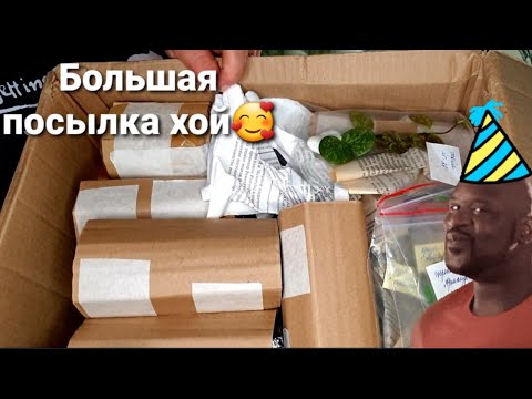 Видео: Большая посылка с хоями🥳 и не только