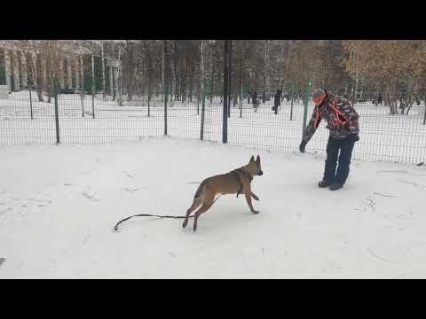 Видео: дрессировка собак -МАЛИНУА КОМАНДА КО МНЕ