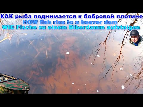 Видео: Как рыба поднимается к бобровой плотине. Бобровые плотины создают преграды на реках и ручьях.