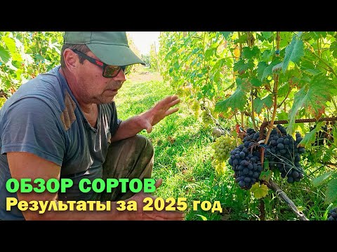 Видео: Обзор нашего виноградника после непростого сезона | Какой виноград не подвел в 2025 году?