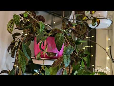 Видео: Комнатные растения #plants #todaytop #top #flowers #garden #nature #цветы #