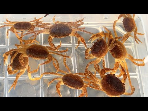 Видео: Сбор крабов-пил в реке в сельской местности. Я поймал его и наблюдал за ним!