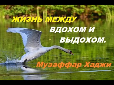 Видео: ЖИЗНЬ МЕЖДУ ВДОХОМ И ВЫДОХОМ