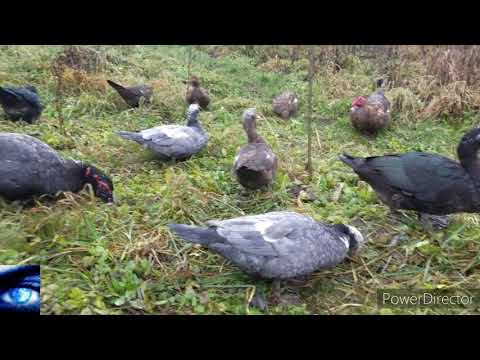 Видео: СЕКРЕТИ вирощування Мускусних Качок