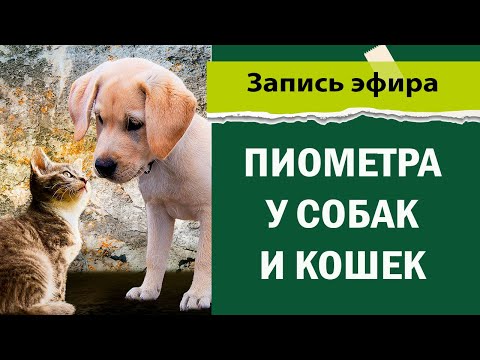 Видео: Пиометра у собак и кошек  ветеринарная клиника