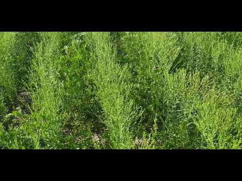 Видео: Бинарные посевы. No-till 02.06.2019. Данное поле показывается впервые)))